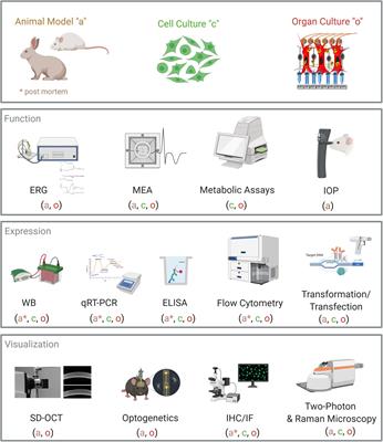 Organ Cultures for Retinal Diseases